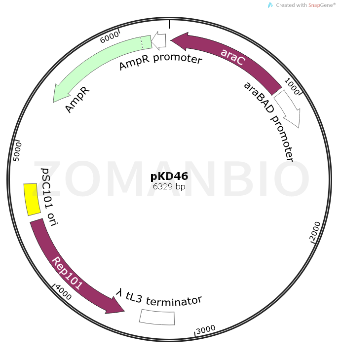 ZK1659 pKD46.png